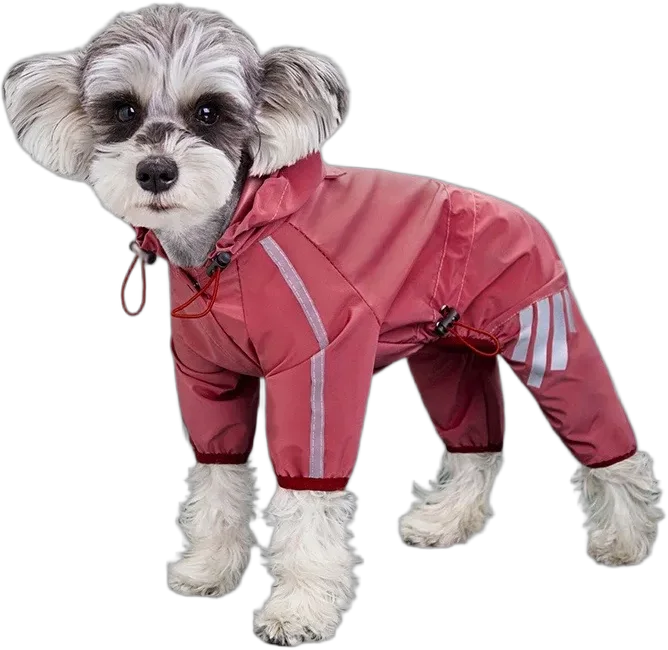 Un petit chien en combinaison rose, bandes réfléchissantes grises sur le corps et les pattes.